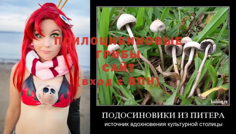 где найти наркотики  Нахабино  Псилоцибиновые грибы Magic Shrooms 